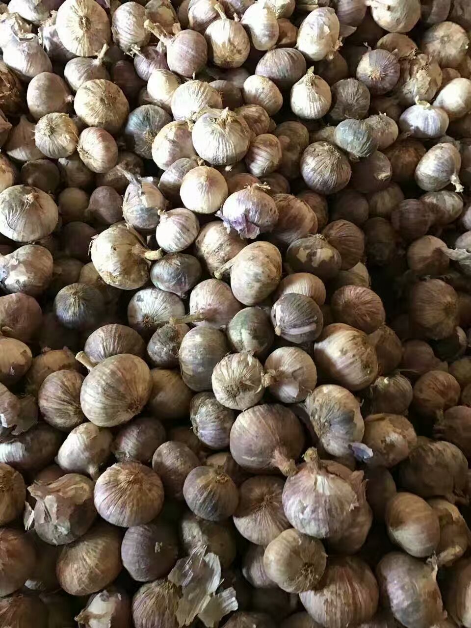 大蒜烘干机什么牌子好,大蒜烘干机制造