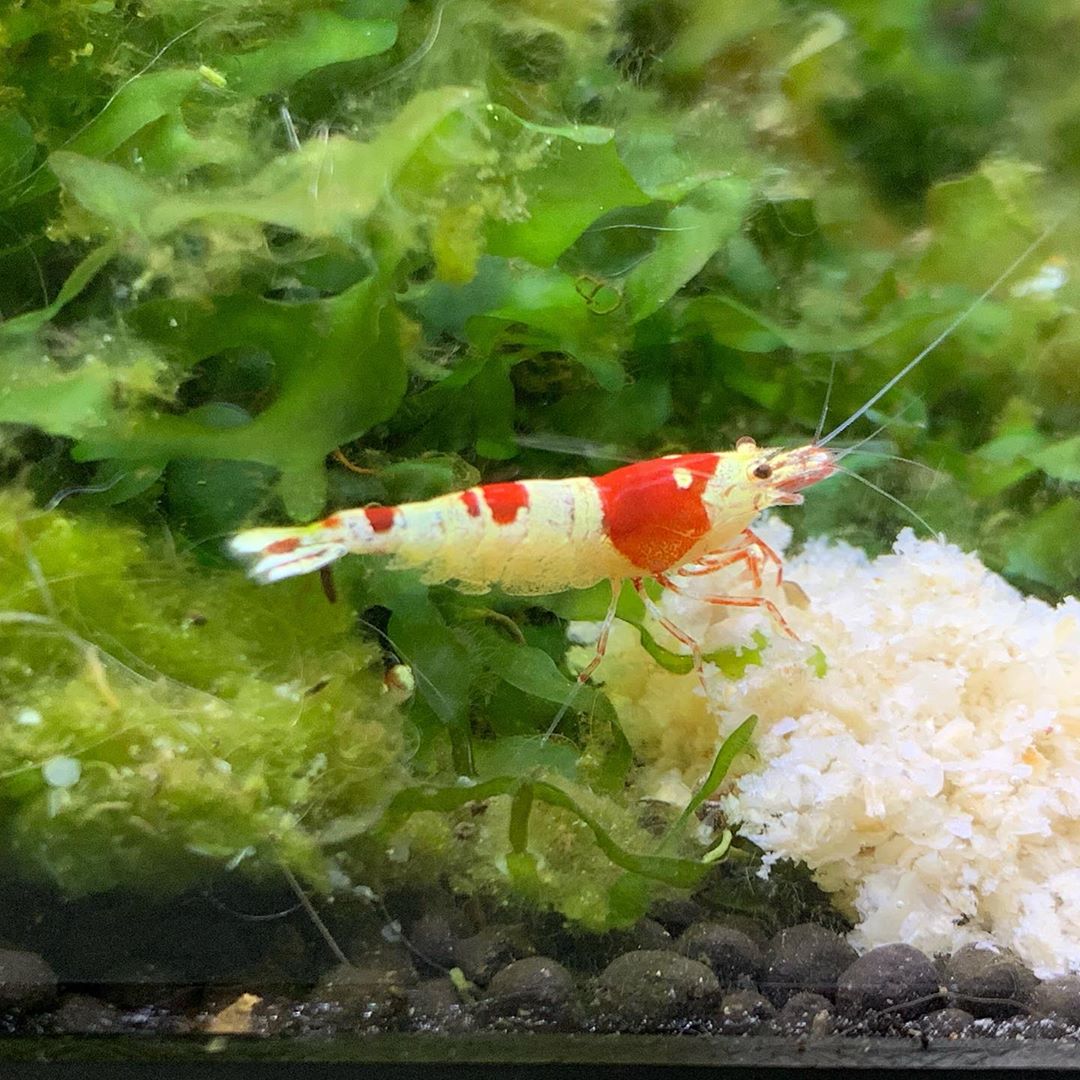 红花虎水晶虾如何养爆缸,如何让水晶虾快速繁殖