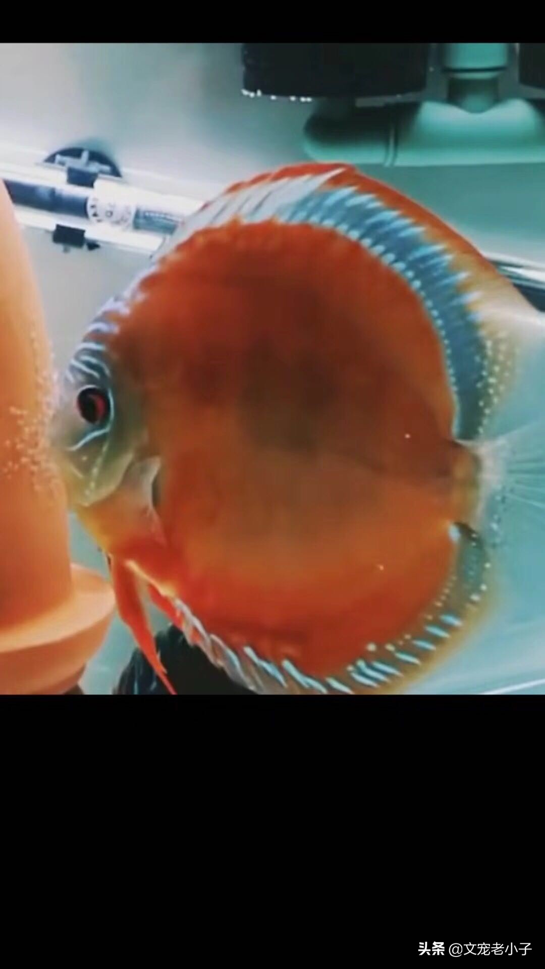 德松七彩神仙鱼如何饲养,七彩神仙鱼和雷龙鱼混合饲养