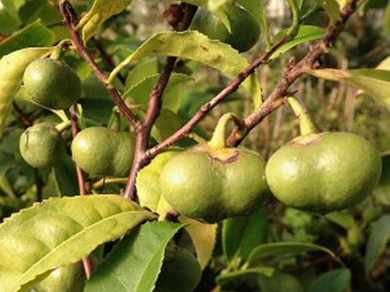 抹茶到底是怎么吃,抹茶到底有多难吃