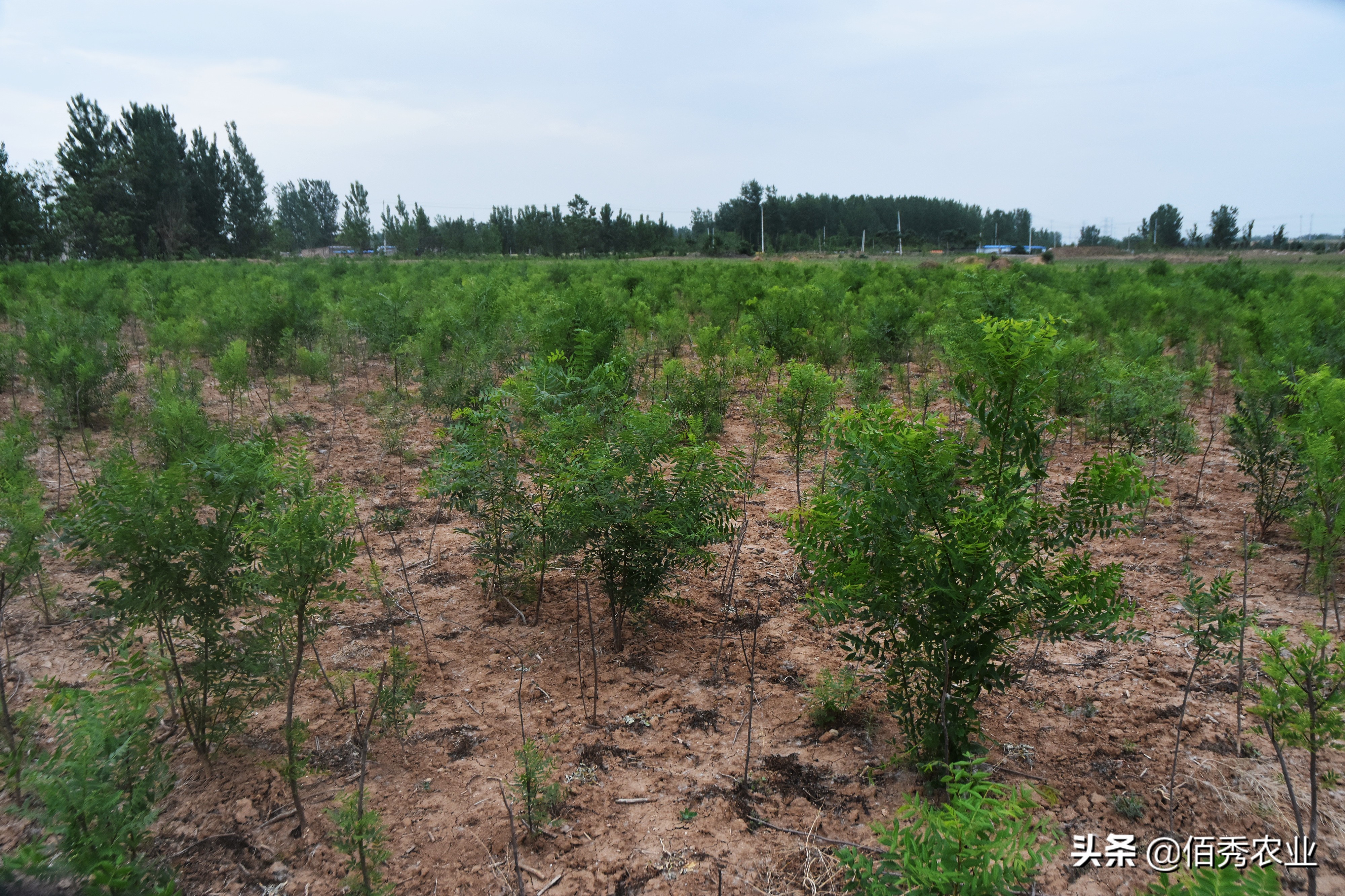 十大经济价值高的果树你在种吗,种植文冠果树