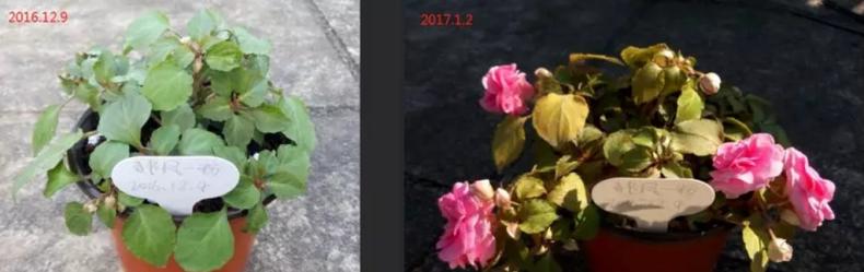 我是这样开爆的，1盆非洲凤仙3年奋斗史，看完你也试试