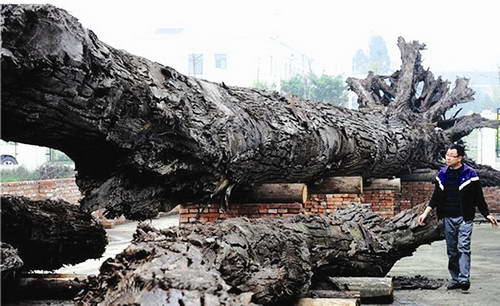 乌木与阴沉木的区别,乌木和阴沉木的区别在哪里