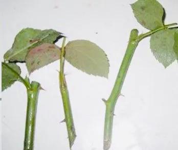 月季扦插黑杆的原因和解决方法,月季是扦插好存活还是压枝好存活