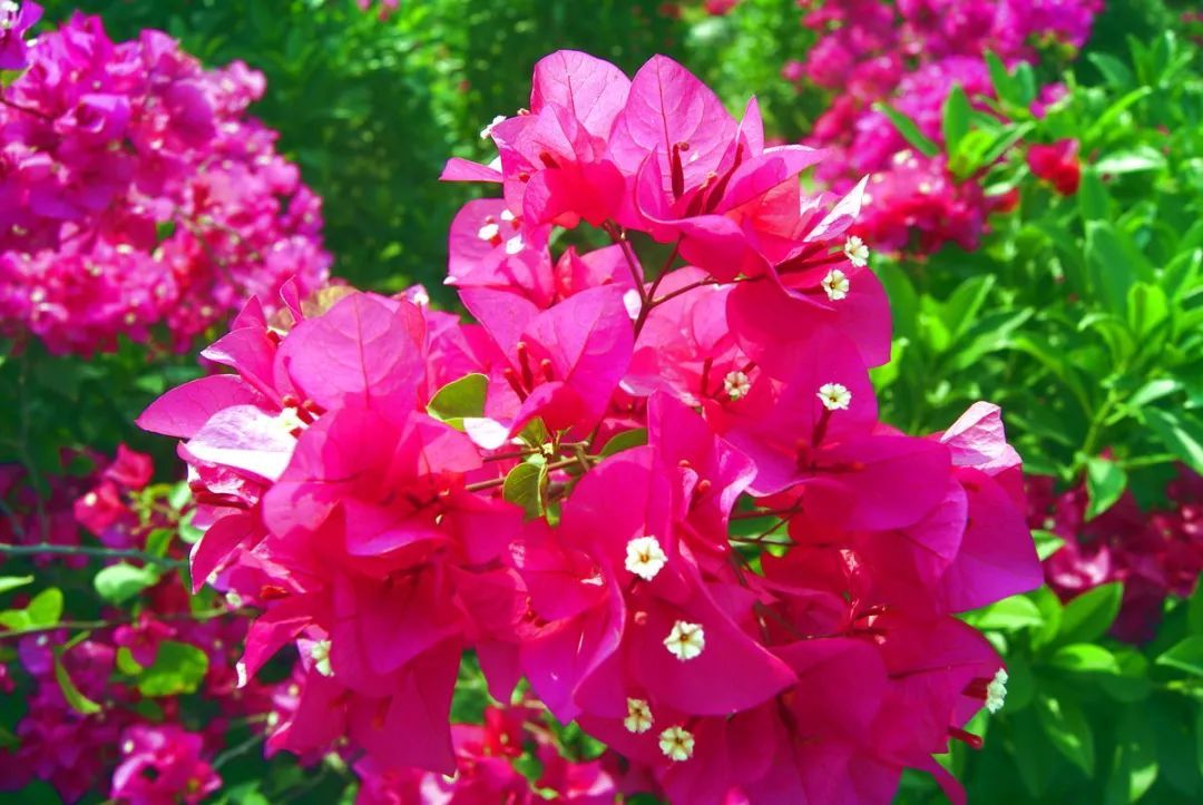 100种常见观叶植物图鉴史上最全,农村常见的100种植物