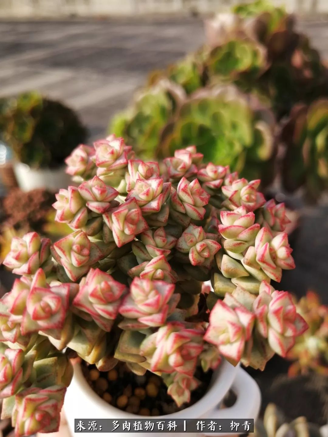 从入卡坑一个月到入卡坑三年,从入坑到现在所有品种开花图