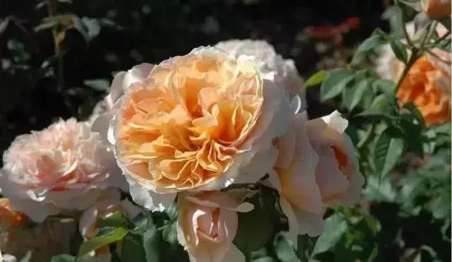 100种玫瑰的名字和图片,100种玫瑰品种科普你都认识吗