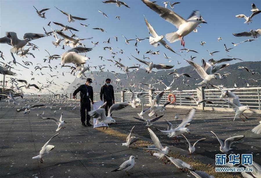 疫情期间,白菜价机票N年罕见