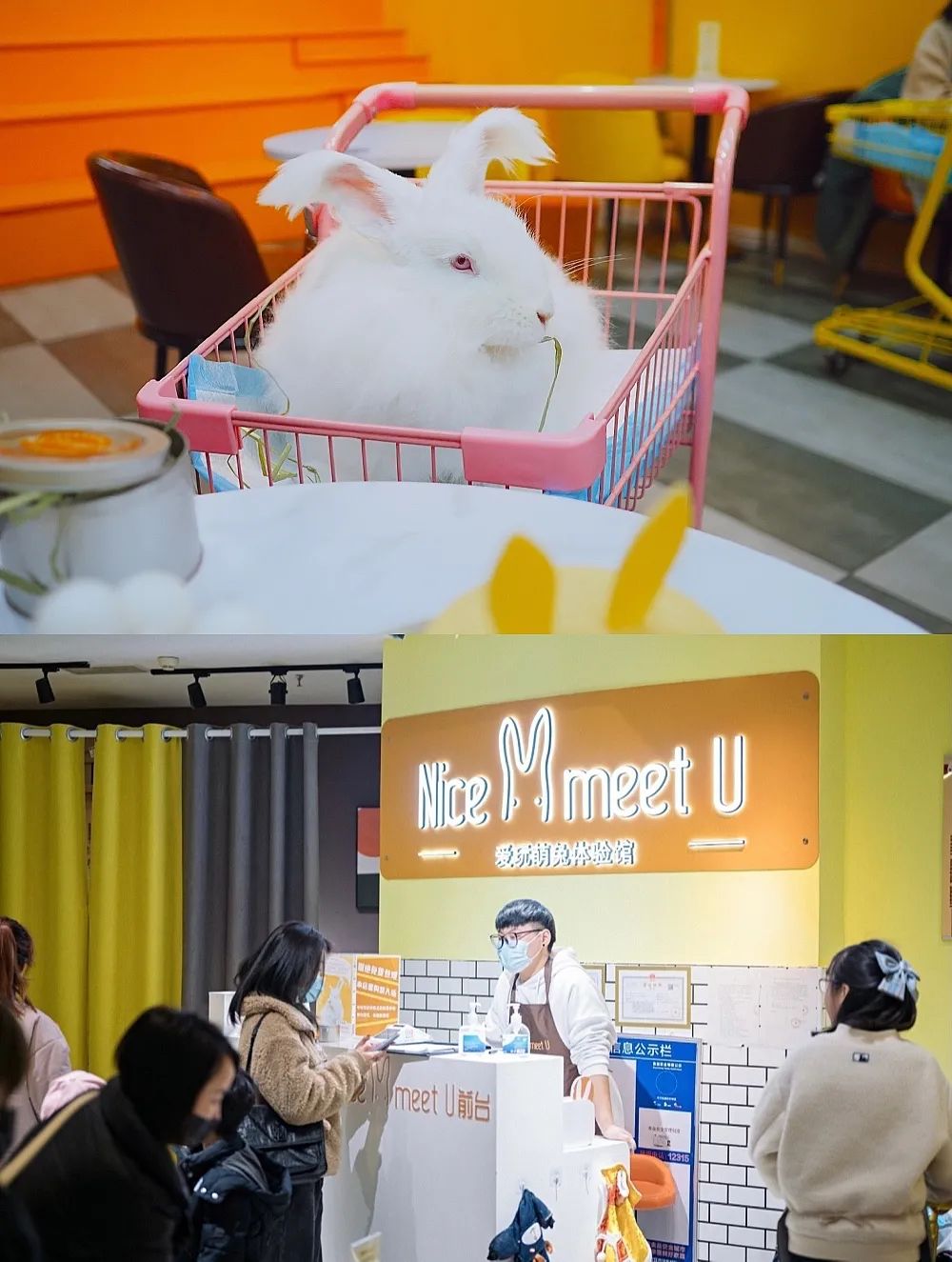 撸猫剧本杀新都,济南撸猫剧本杀