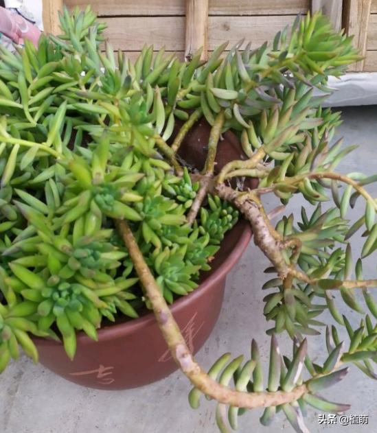 千佛手叶片发灰并且会枯萎,千佛手长出几个头怎么修理