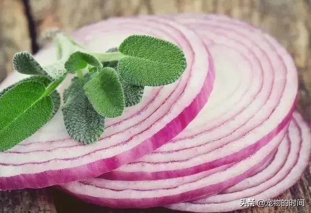 狗狗为什么放出笼子就乱拉乱尿,狗狗乱尿怎么办