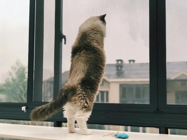 带猫咪出去遛弯它会跑吗,猫咪适合带出去溜达吗