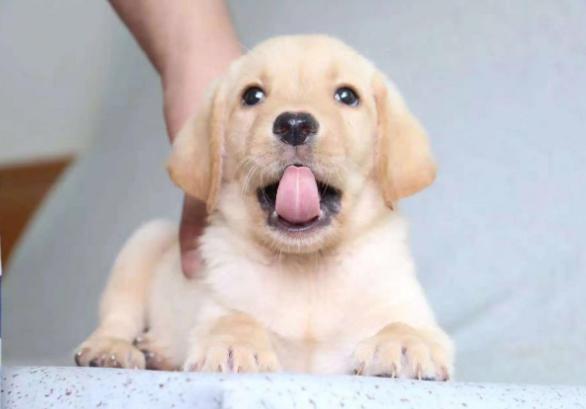 十大最值得养的宠物狗排名,最受欢迎的宠物狗排行