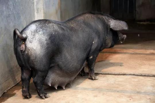 难忘的战斗中被秤砣打伤的战士,难忘的岁月生产队的真实写照