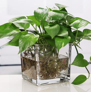 绿萝怎么养才能更旺盛不会有黄叶,绿萝叶子没有光泽变黄怎么办