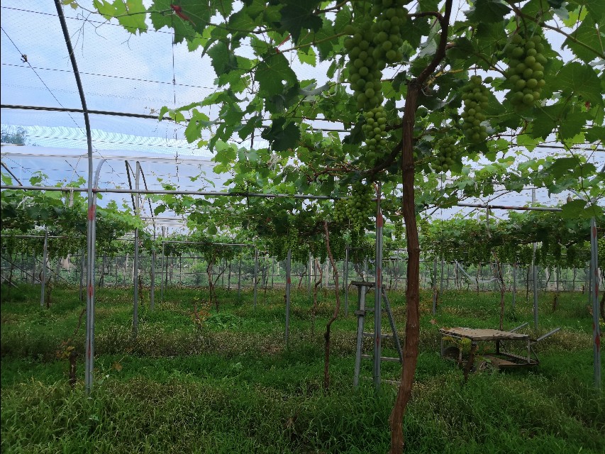 地下水位下降还能恢复吗,水位下降老井干枯