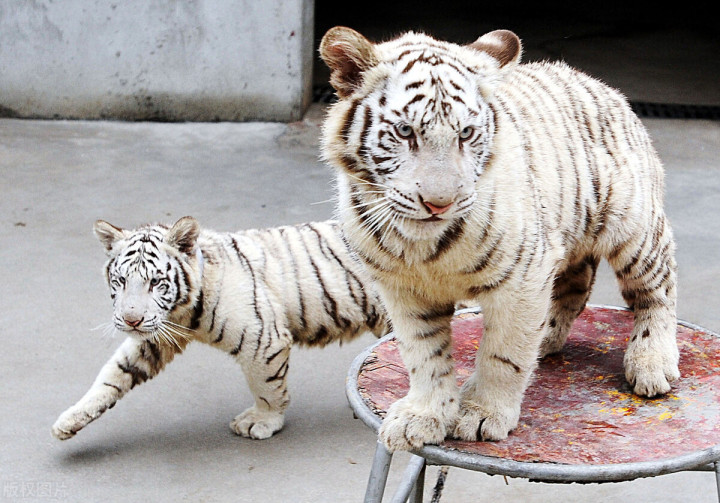 五一自驾游推荐景点武汉,武汉适合周末出游的地方