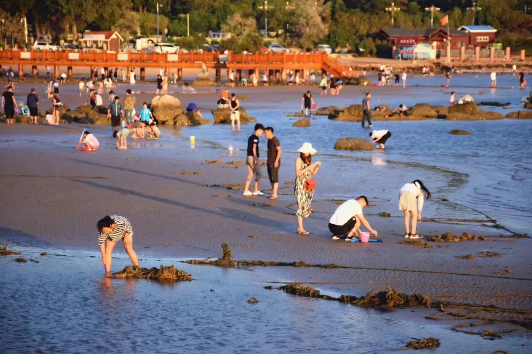 挖蛤拾贝，秦皇岛赶海这份指南可收好了！