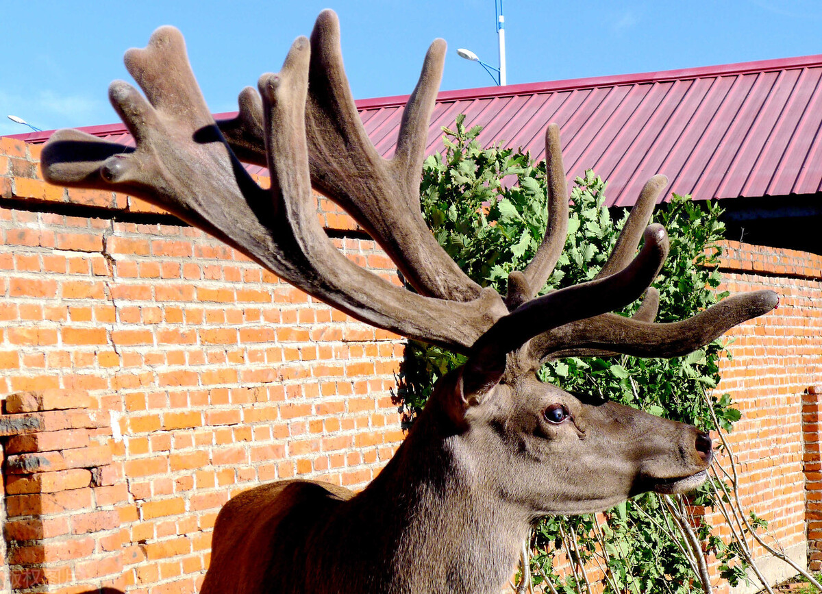 片仔癀药为什么那么贵,片仔癀最好用的药