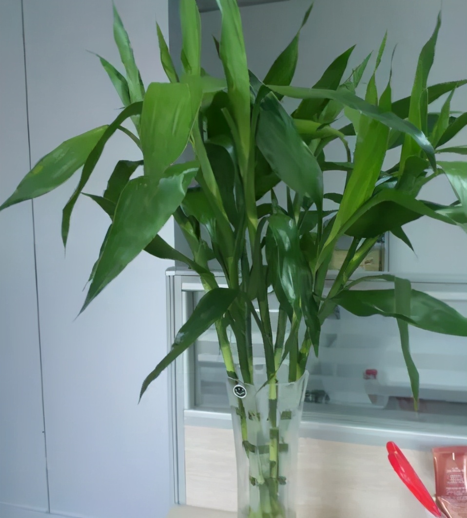 吸甲醛最好的植物花卉是哪几种,家养吸甲醛什么绿植最好