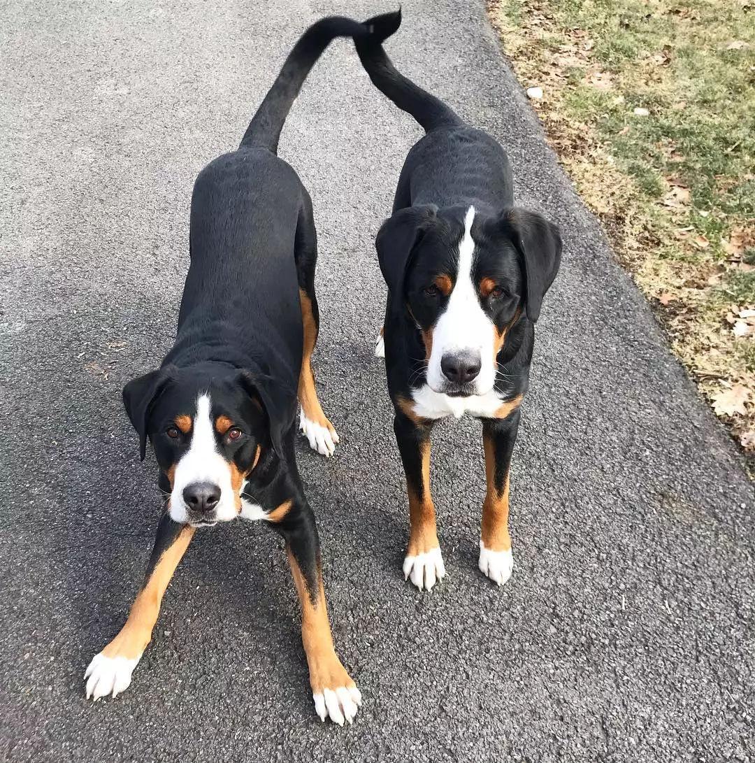 最齐全的狗狗品种介绍及图片,带你了解一下常见狗狗的品种