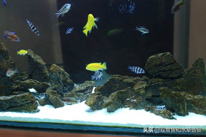 什么样的鱼缸牌子适合新手入门,150的鱼缸适合新手养的鱼