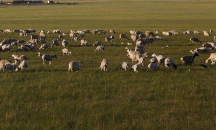 蒙古族宰牛全过程,蒙古族人怎么屠宰