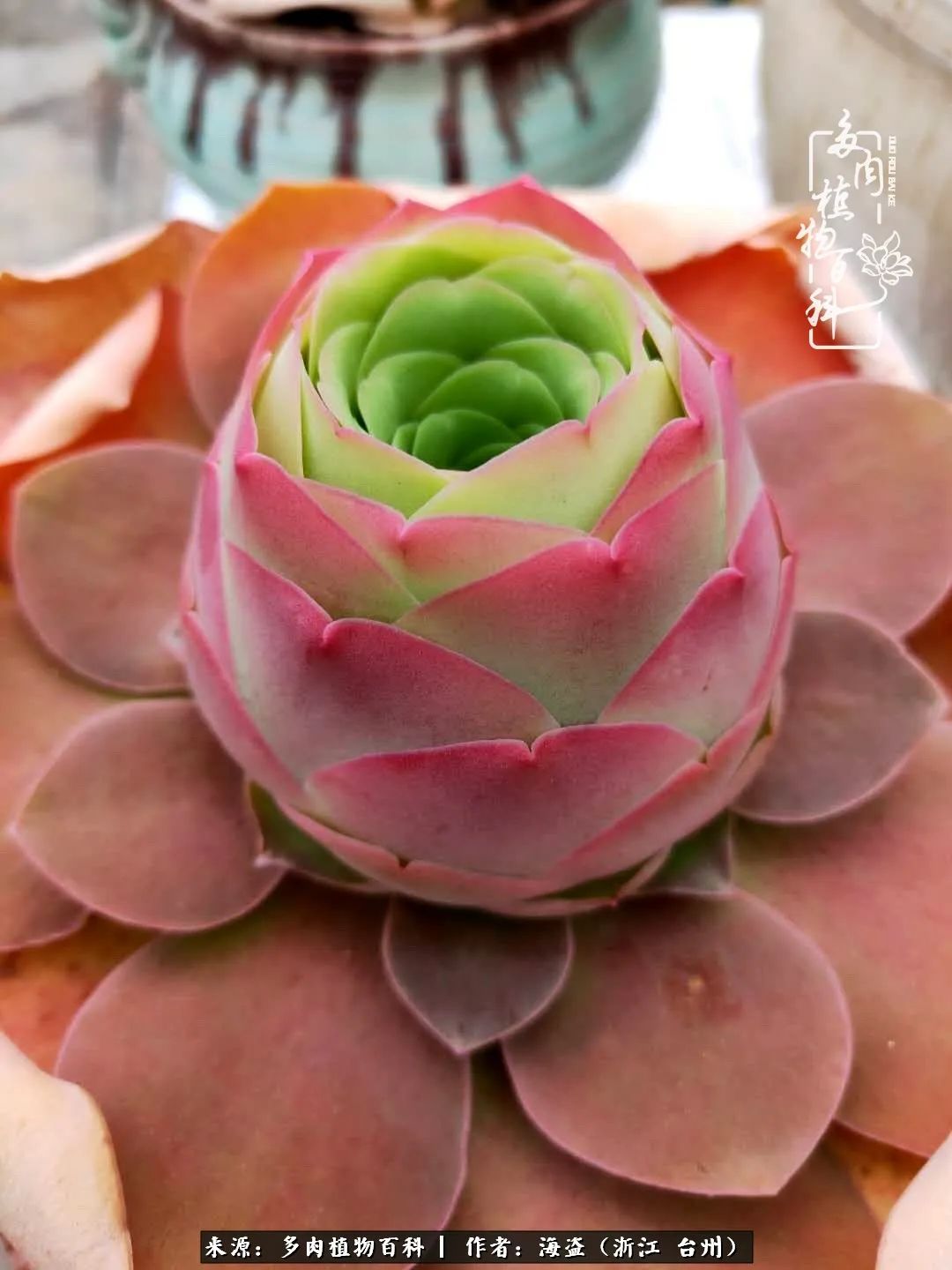 独爱玫瑰与法师！解密金老板和他的屋顶御花园