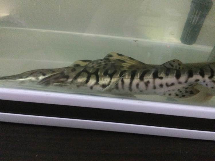 珠江河道出现600斤怪鱼,珠江发现怪鱼是什么鱼