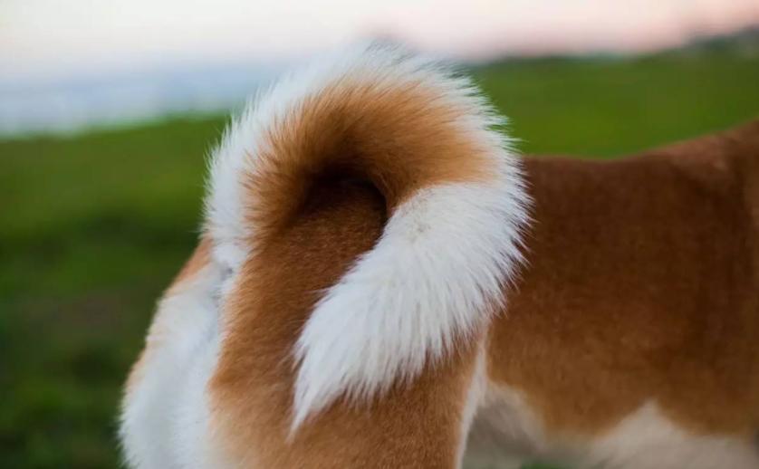 选狗要选哪一种狗最好,老祖宗挑狗术牢记三句口诀