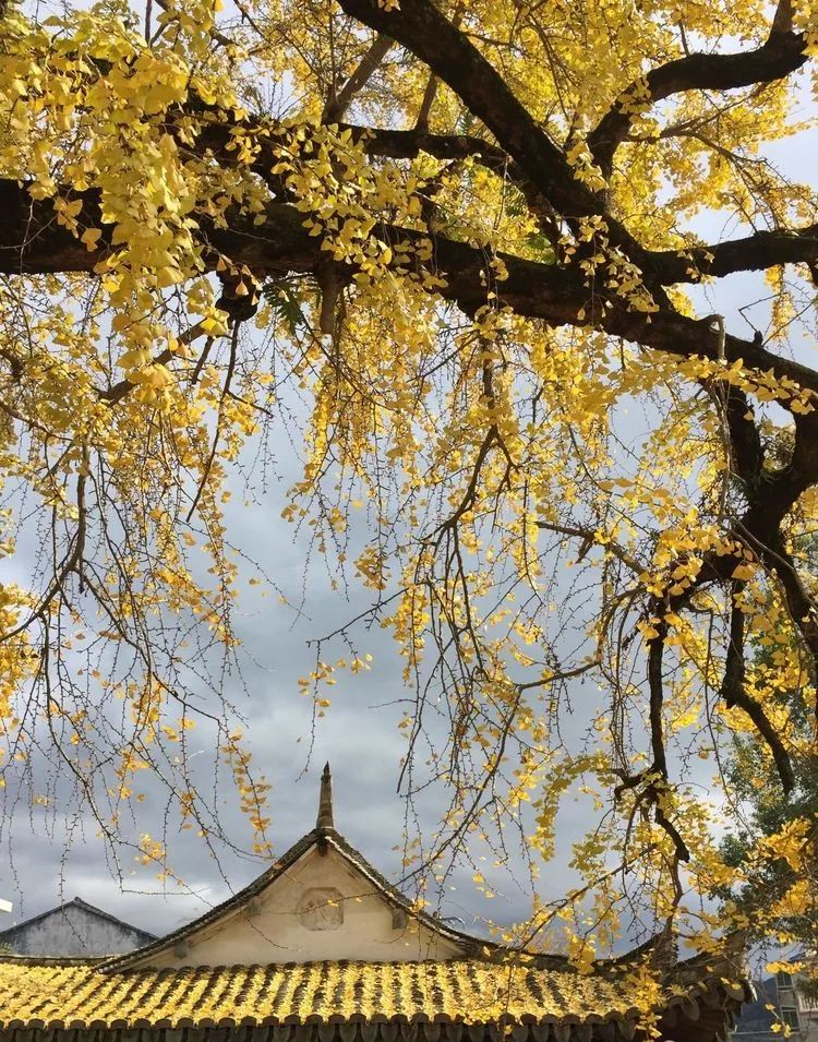 温州银杏哪里最美,温州秋冬的银杏树确实美