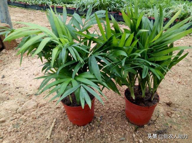 富贵椰子的养护方法,富贵椰子怎么养护才能长得好