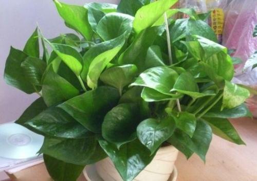 富贵竹绿萝冬天叶子都黄了怎么办,文竹绿萝怎么养才能更旺盛