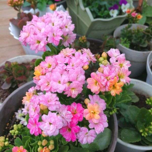 十月适合养什么花,十月现在季节养什么花不怕冷