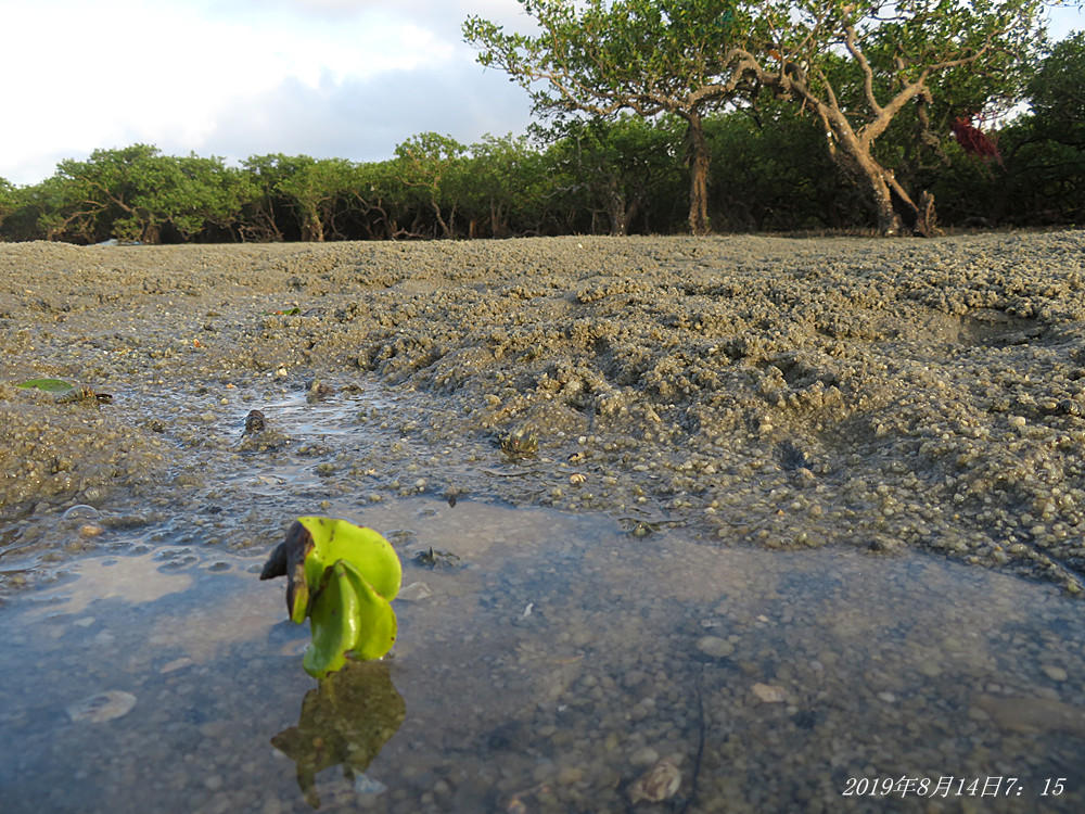 痛心!北海红树林不设防,任你踩任你挖