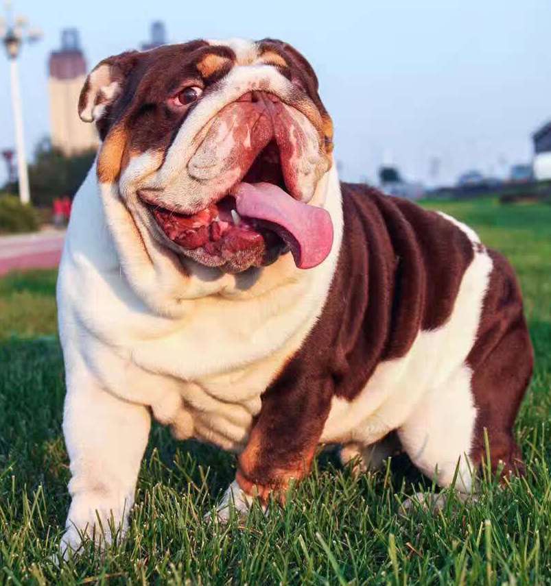 世上最漂亮的十种狗,最名贵的狗叫什么名字