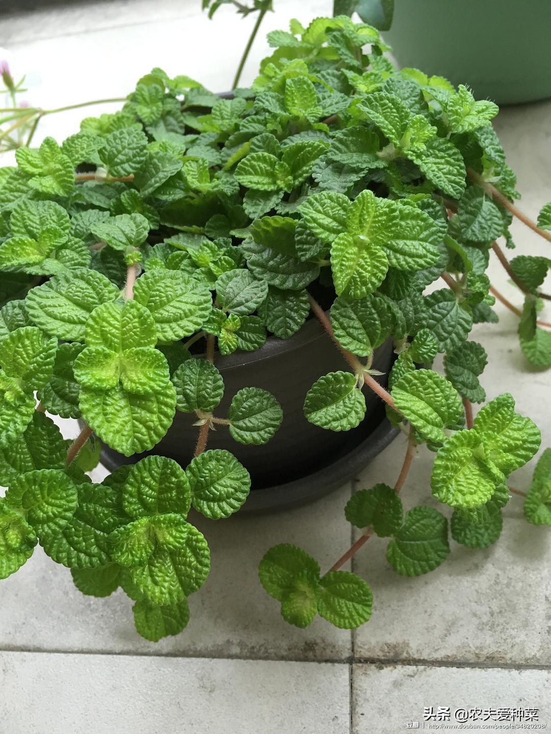 吸烟最怕的植物,宿舍养什么植物能除烟味