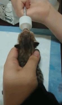 「今日萌图」一旦猫咪能自己打开鱼罐头，人类也就完蛋了