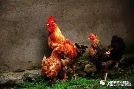 土鸡为啥都淘汰了,土鸡无人问津
