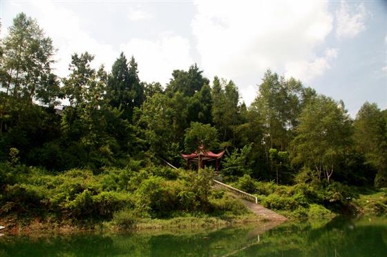 黄山的金凤凰,山沟里的金凤凰湖北