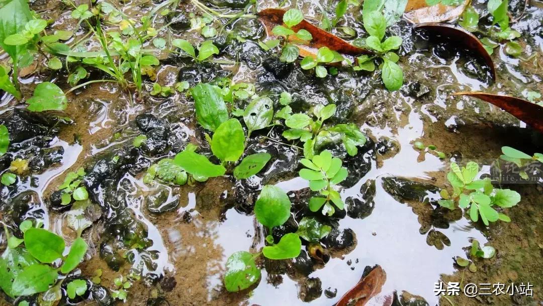 农村这种野菜“雨后”才出现,有人嫌脏,但营养极高