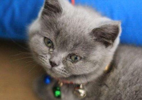 猫眼屎多怎么回事要吃什么药,猫眼屎多又黄粘稠