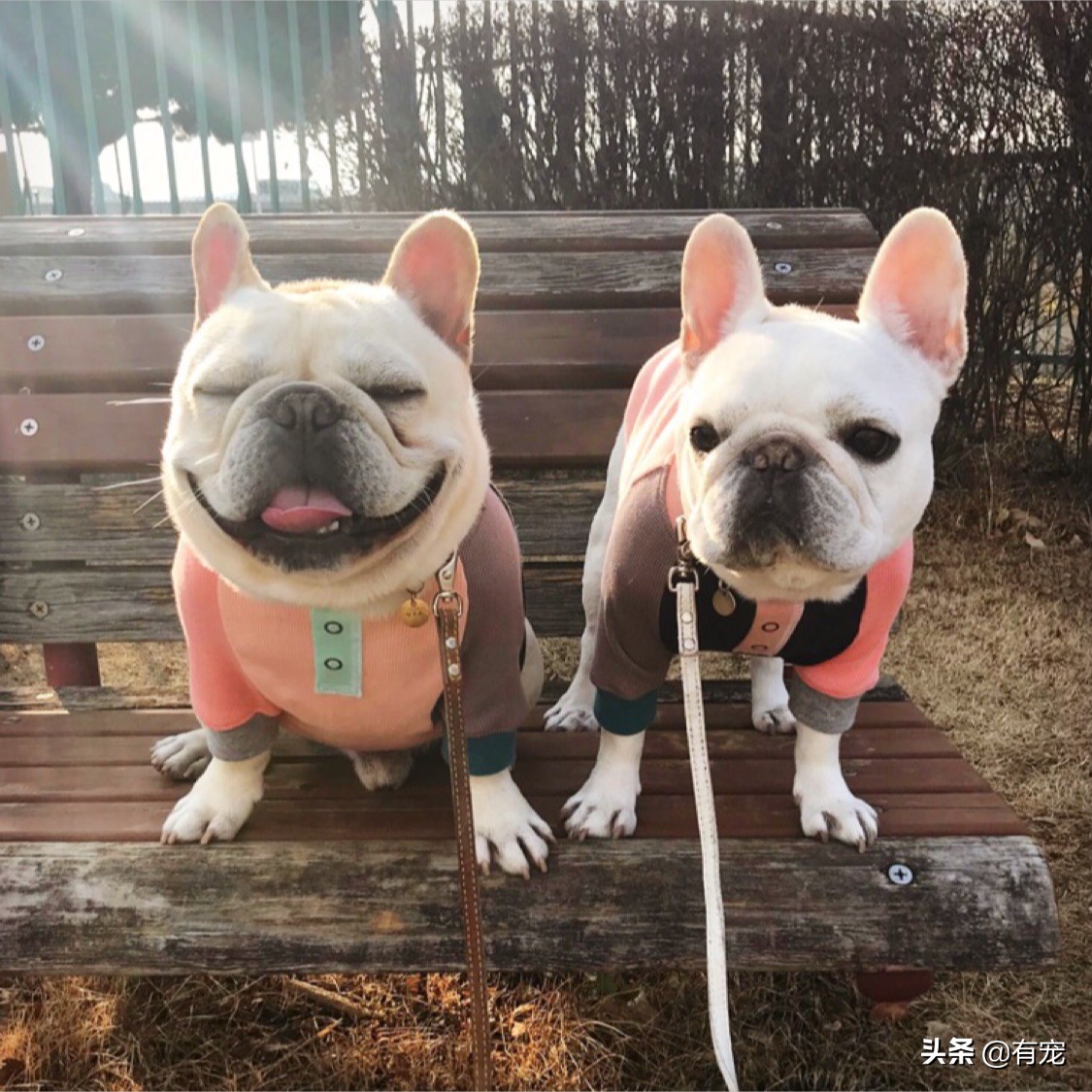 长毛狗狗梳毛的正确方法,狗狗毛发蓬松好还是短毛好