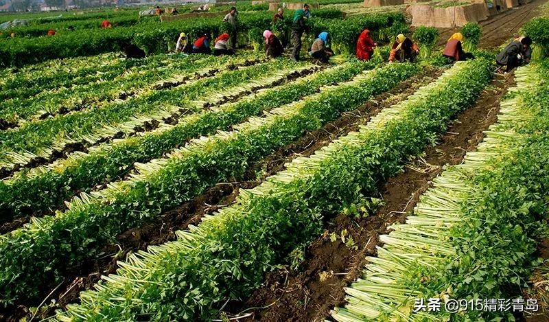 青岛食品特产前十名排行榜,青岛吃的特产有哪些可带走