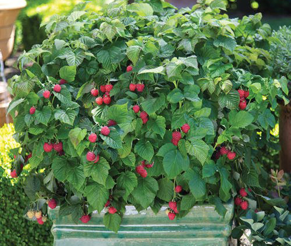 盆栽树莓种植基本方法,盆栽树莓怎样养殖