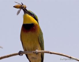 蜜蜂病虫害的防治技术,蜜蜂要怎么防治病虫害视频