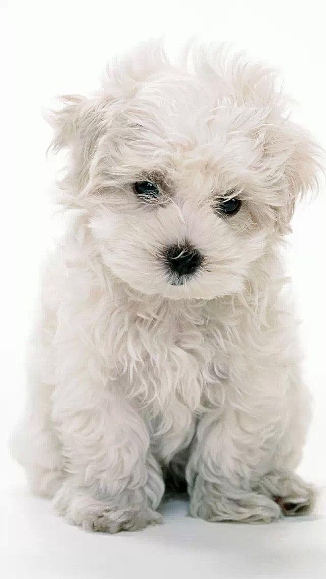 宠物抗感染抗炎的口服药有推荐吗,宠物抗病毒消炎药