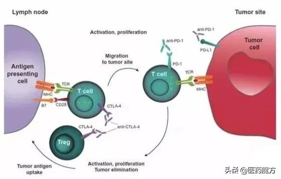 肝癌一线治疗新突破！阿斯利康PD-L1+CTLA4vs索拉非尼III期成功