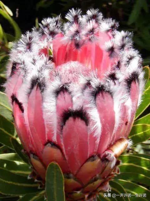 从未见到的怪花,从没见过的奇花