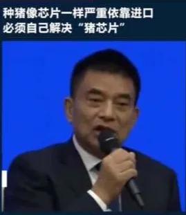 本土猪灭绝背后的故事,中国土猪要灭绝吗